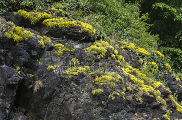 Fokus-Natur Bild
