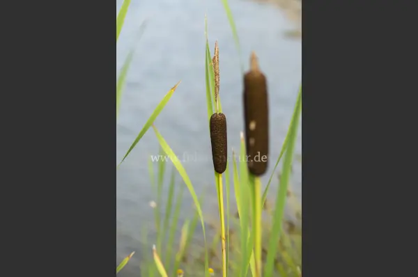 Fokus-Natur Bild