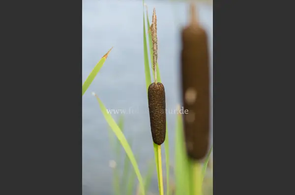 Fokus-Natur Bild