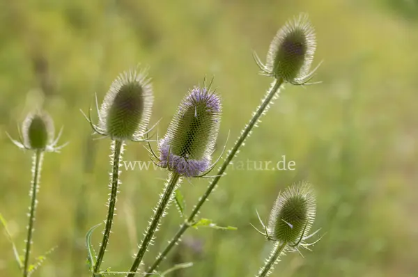 Fokus-Natur Bild