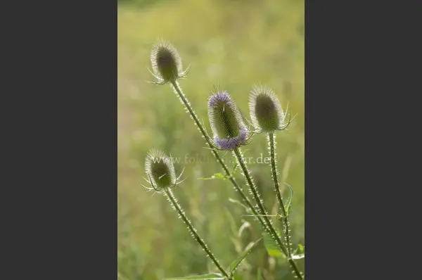 Fokus-Natur Bild