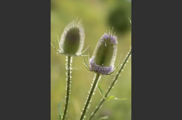 Fokus-Natur Bild