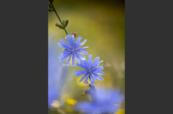 Fokus-Natur Bild