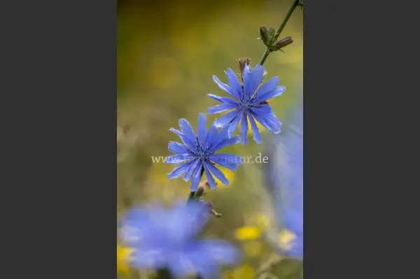Fokus-Natur Bild