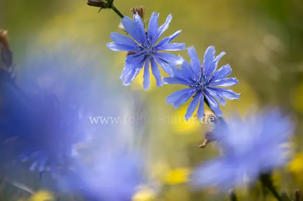 Fokus-Natur Bild