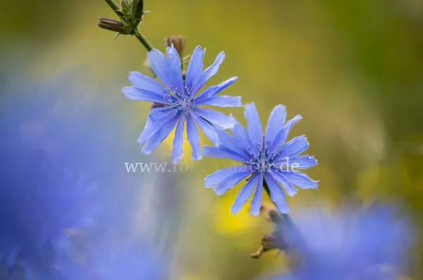Fokus-Natur Bild