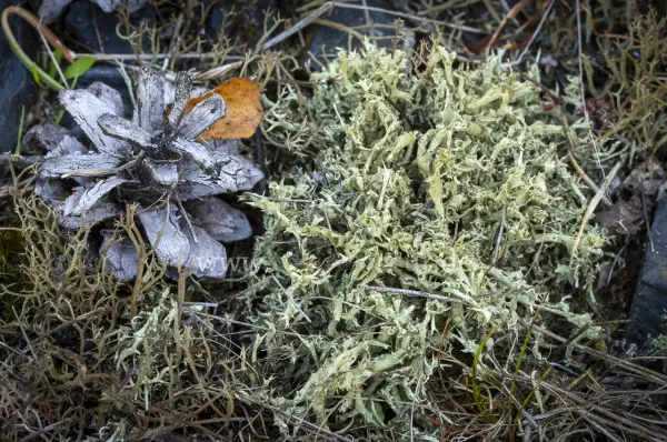 Fokus-Natur Bild