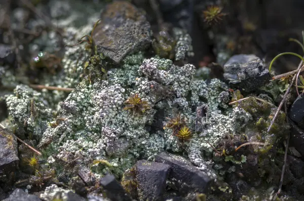 Fokus-Natur Bild
