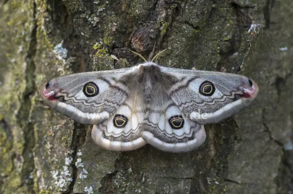 Fokus-Natur Bild