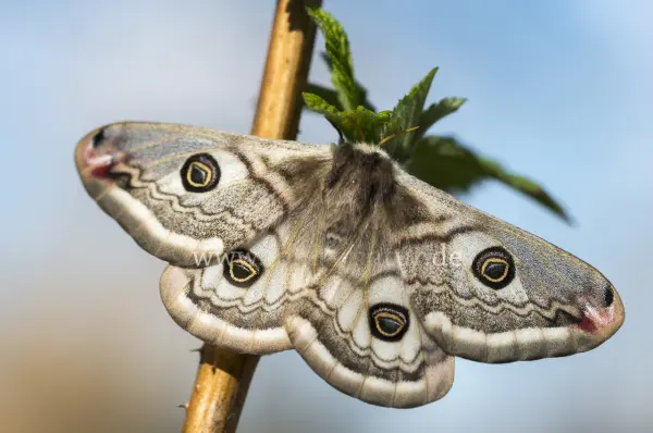 Fokus-Natur Bild