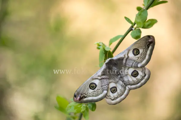 Fokus-Natur Bild