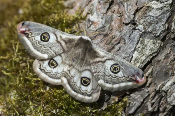 Fokus-Natur Bild