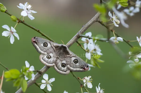 Fokus-Natur Bild