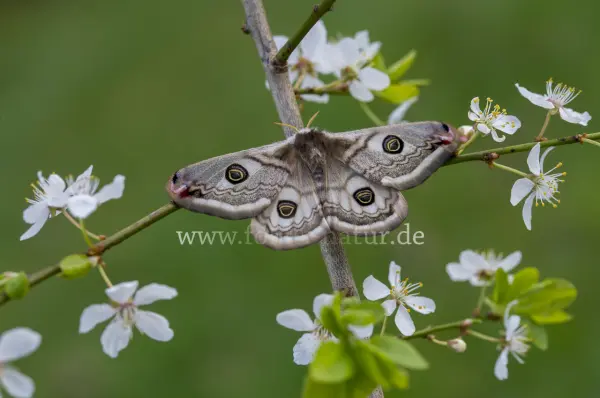 Fokus-Natur Bild