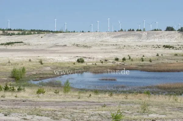 Fokus-Natur Bild