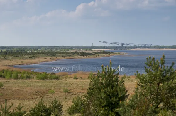 Fokus-Natur Bild