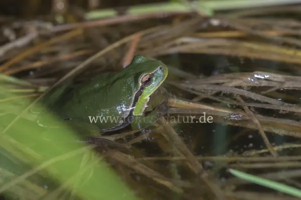 Fokus-Natur Bild