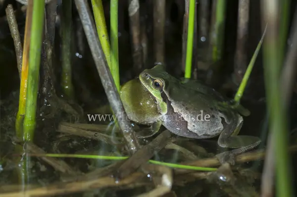 Fokus-Natur Bild