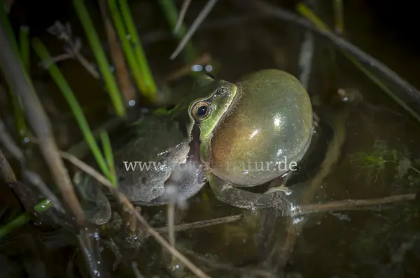 Fokus-Natur Bild