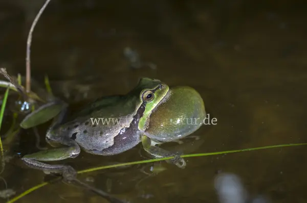 Fokus-Natur Bild