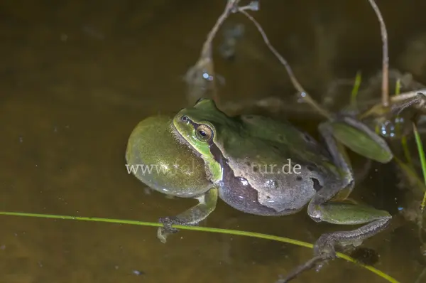 Fokus-Natur Bild