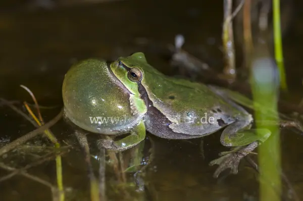 Fokus-Natur Bild