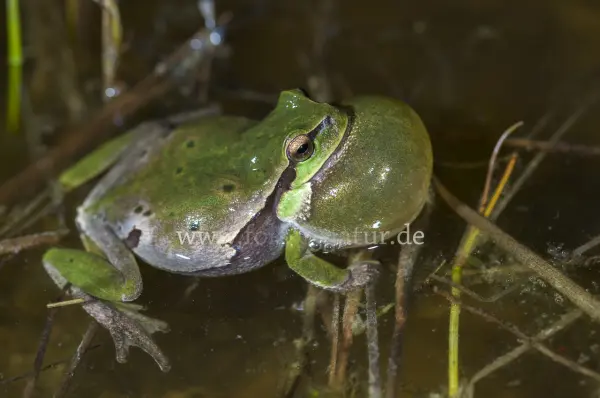 Fokus-Natur Bild