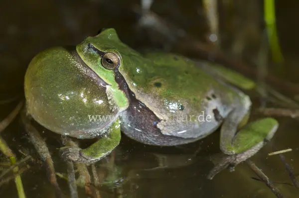 Fokus-Natur Bild