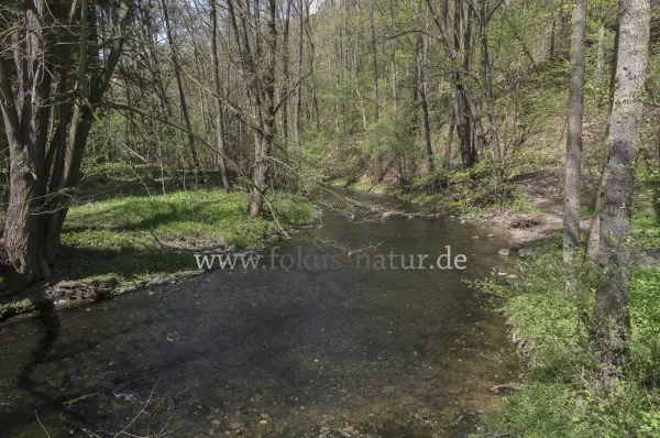 Fokus-Natur Bild