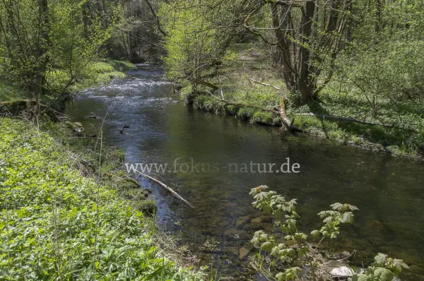 Fokus-Natur Bild