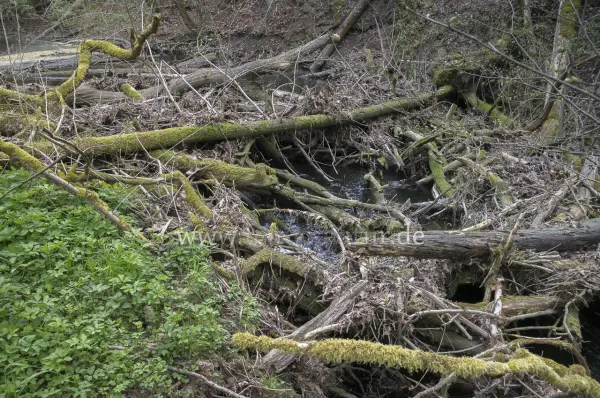 Fokus-Natur Bild