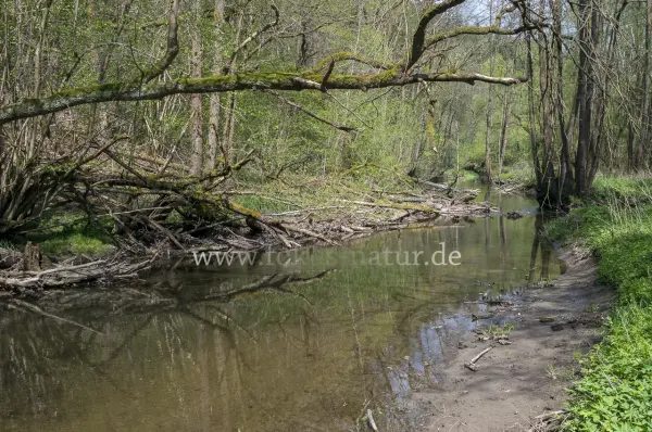 Fokus-Natur Bild