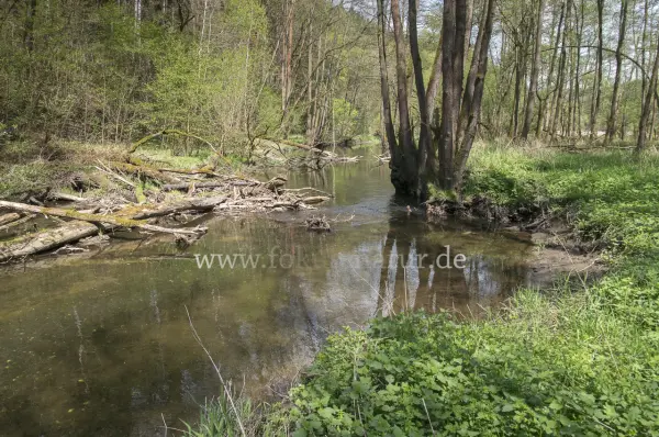Fokus-Natur Bild