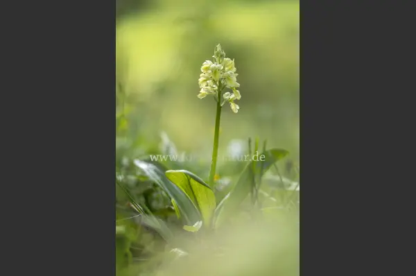 Fokus-Natur Bild