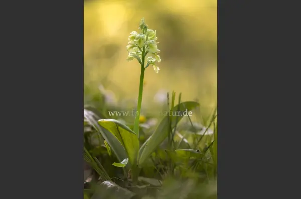 Fokus-Natur Bild