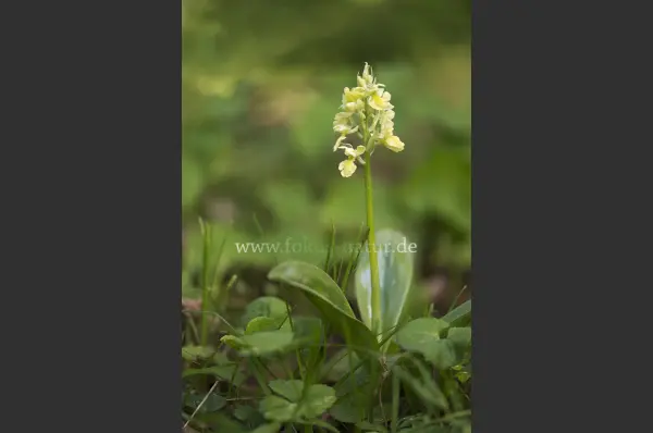 Fokus-Natur Bild
