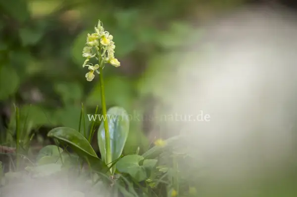 Fokus-Natur Bild