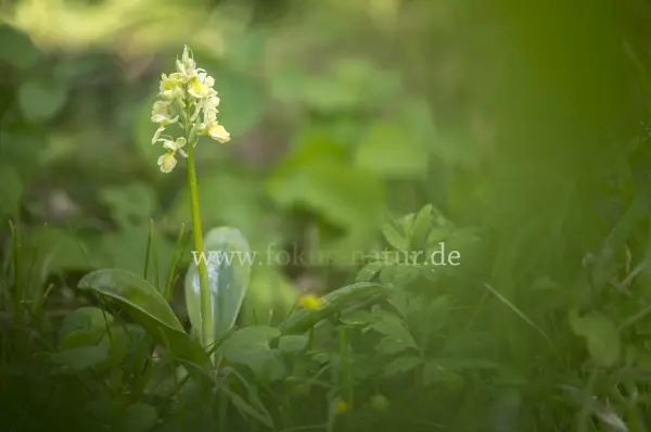 Fokus-Natur Bild