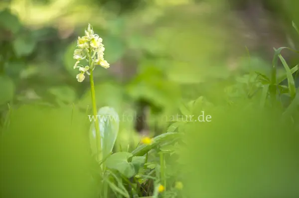 Fokus-Natur Bild