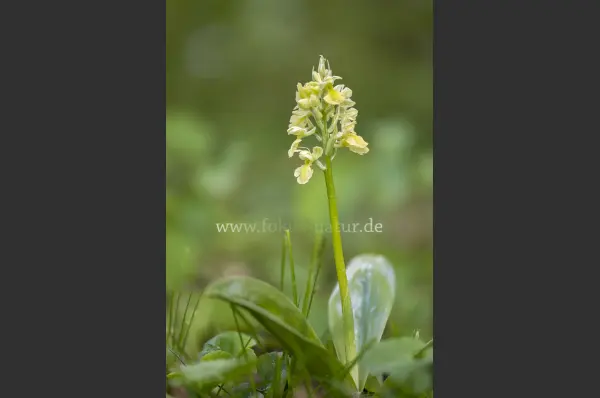 Fokus-Natur Bild
