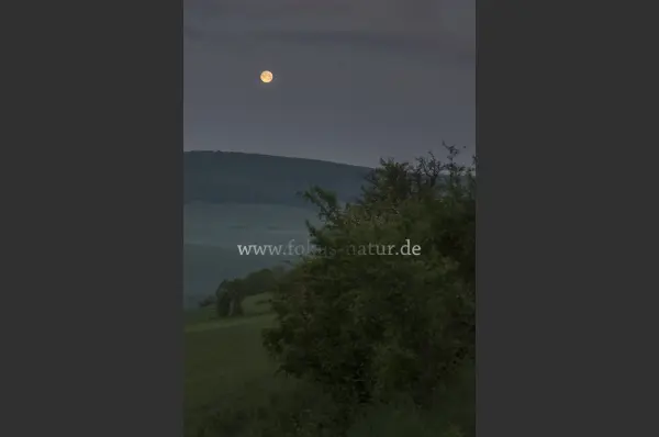 Fokus-Natur Bild