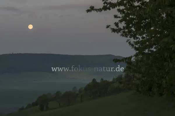 Fokus-Natur Bild