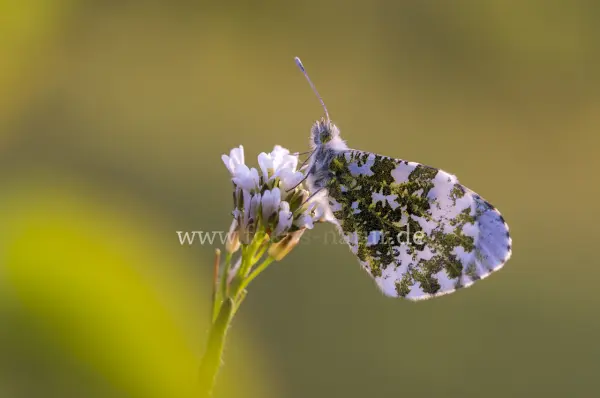 Fokus-Natur Bild