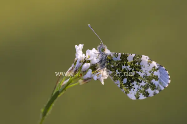 Fokus-Natur Bild