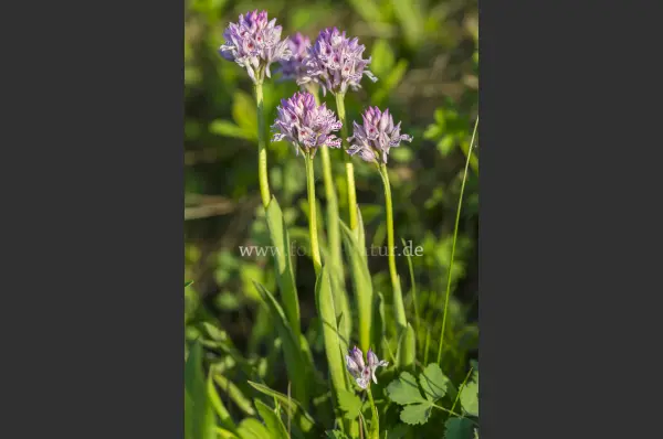 Fokus-Natur Bild