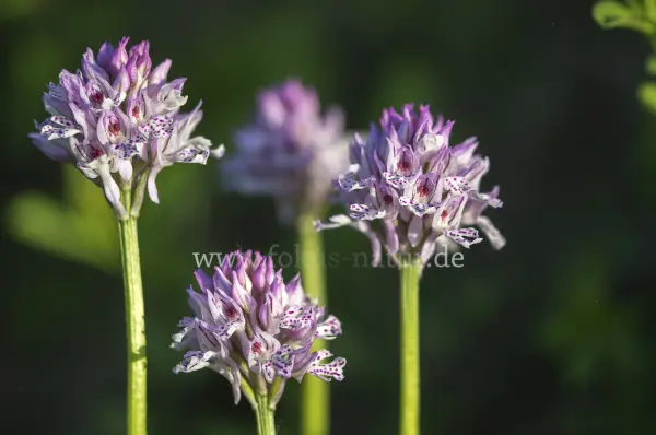Fokus-Natur Bild