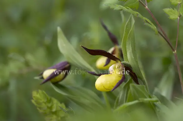 Fokus-Natur Bild