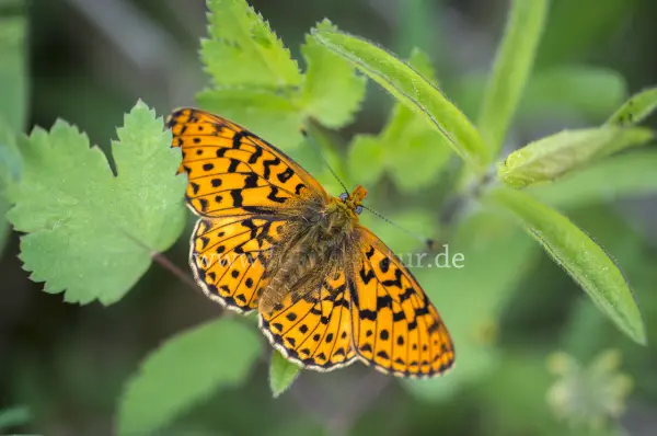 Fokus-Natur Bild
