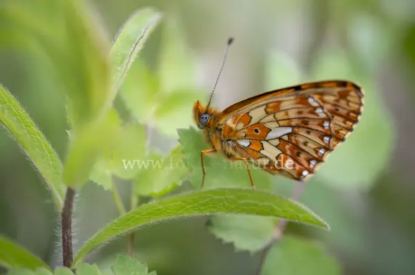 Fokus-Natur Bild