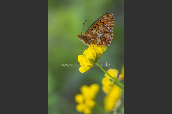 Fokus-Natur Bild